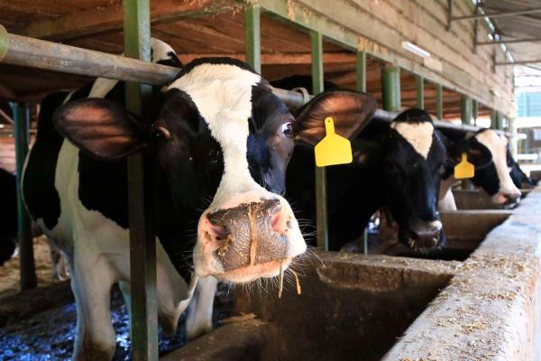 肯尼亚奶牛场使用抗生素将消费者和动物置于危险之中
